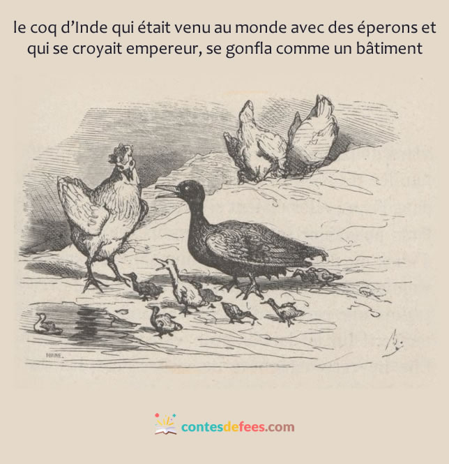 Histoire à raconter : Le Vilain Petit Canard